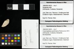 Foto (Objekt + Etiketten) von Cracensigillatus gracilirostrus (Robins et al., 2013) 